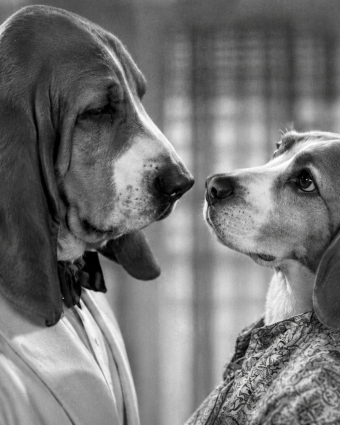 Beagle