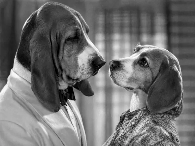 Beagle